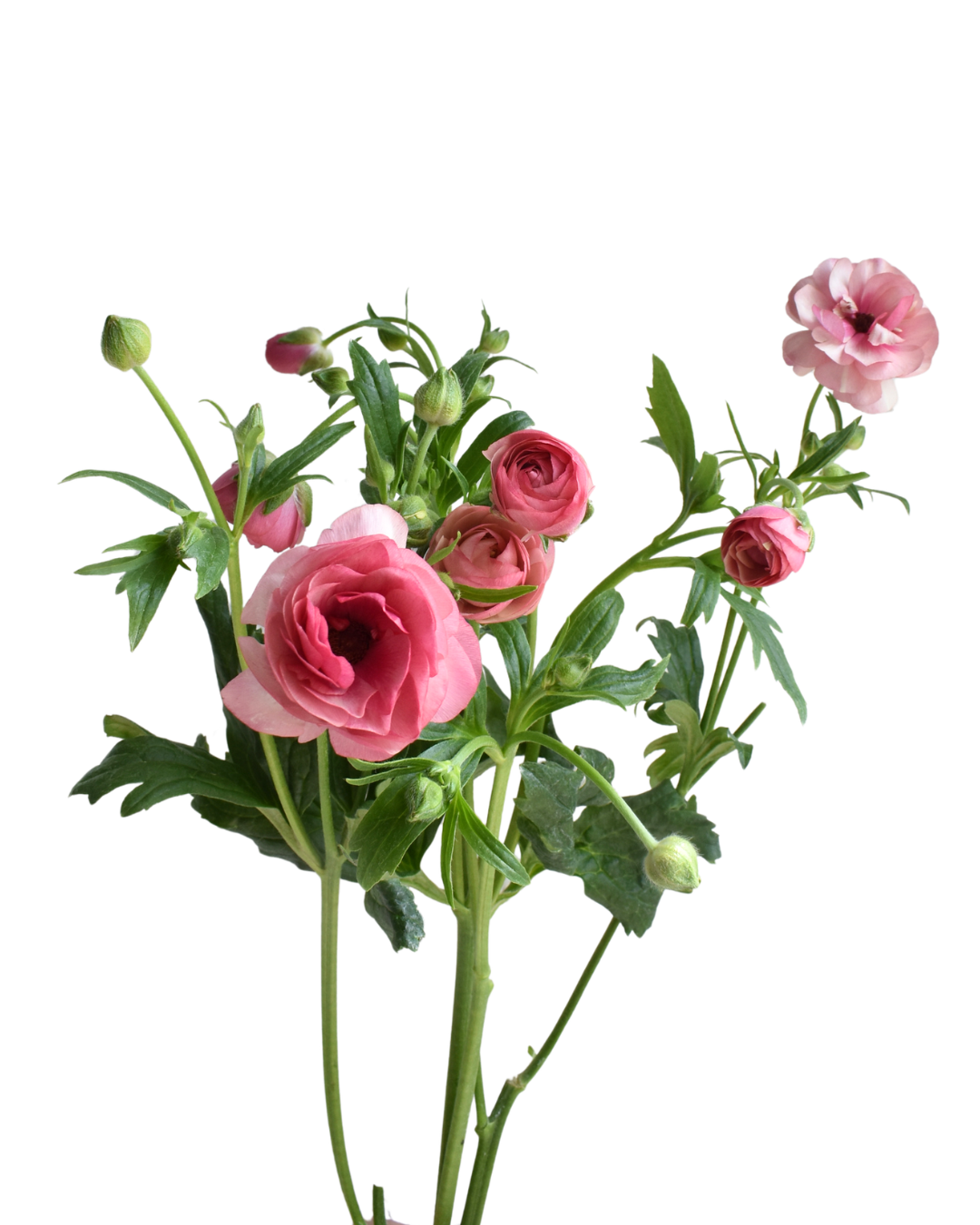 Hera Ranunculus