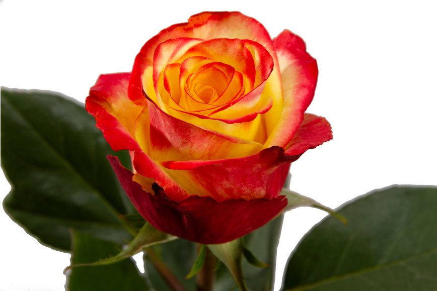High And Yellow Flame Rose, wholesale bicolor roses