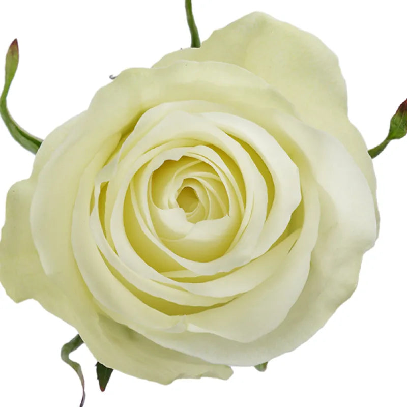 Highlight Rose