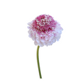 Hoop Scoop Strawberry — wholesale roses