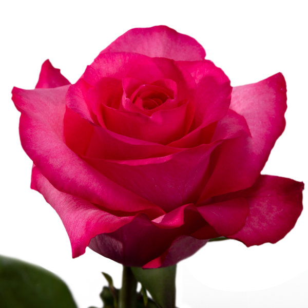 Hot Mia Rose, wholesale hot pink roses