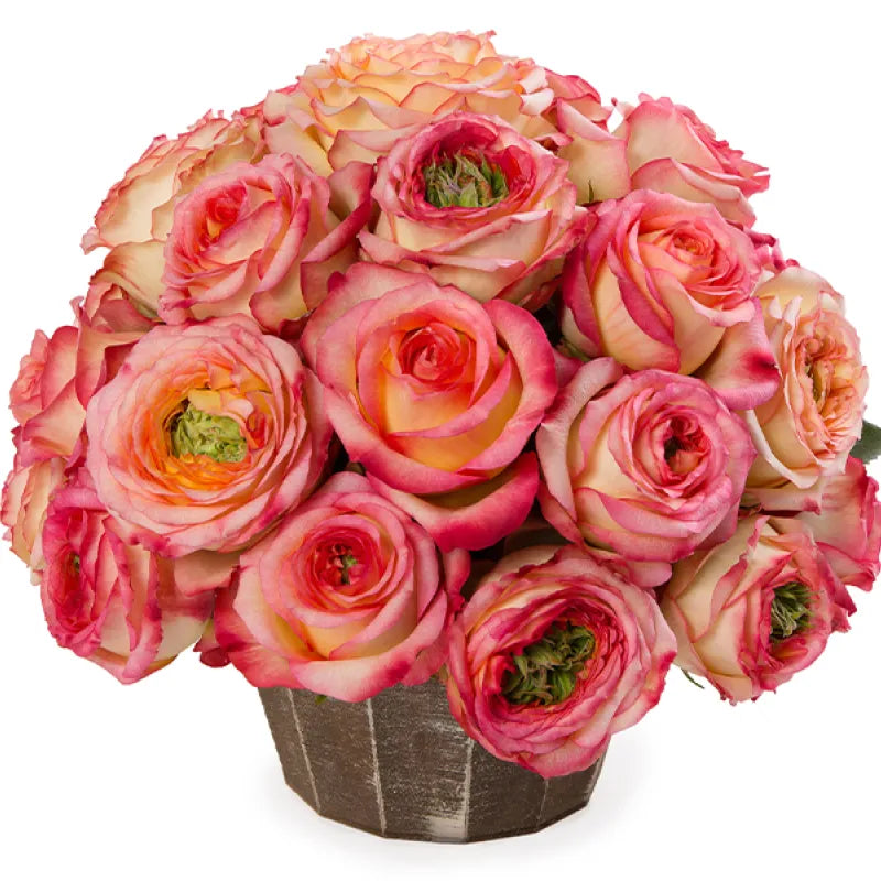 Houdini Rose