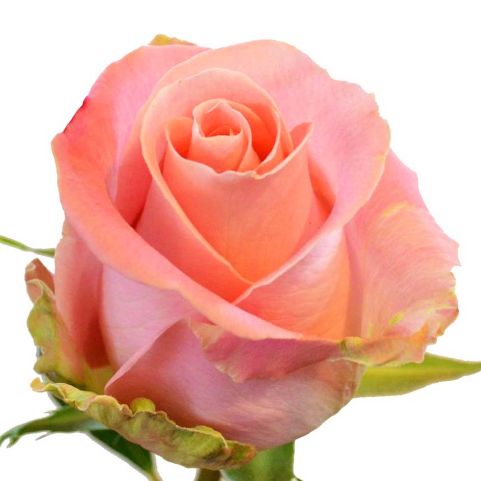 Hermosa Rose, wholesale light pink roses