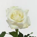 Idilia — wholesale roses
