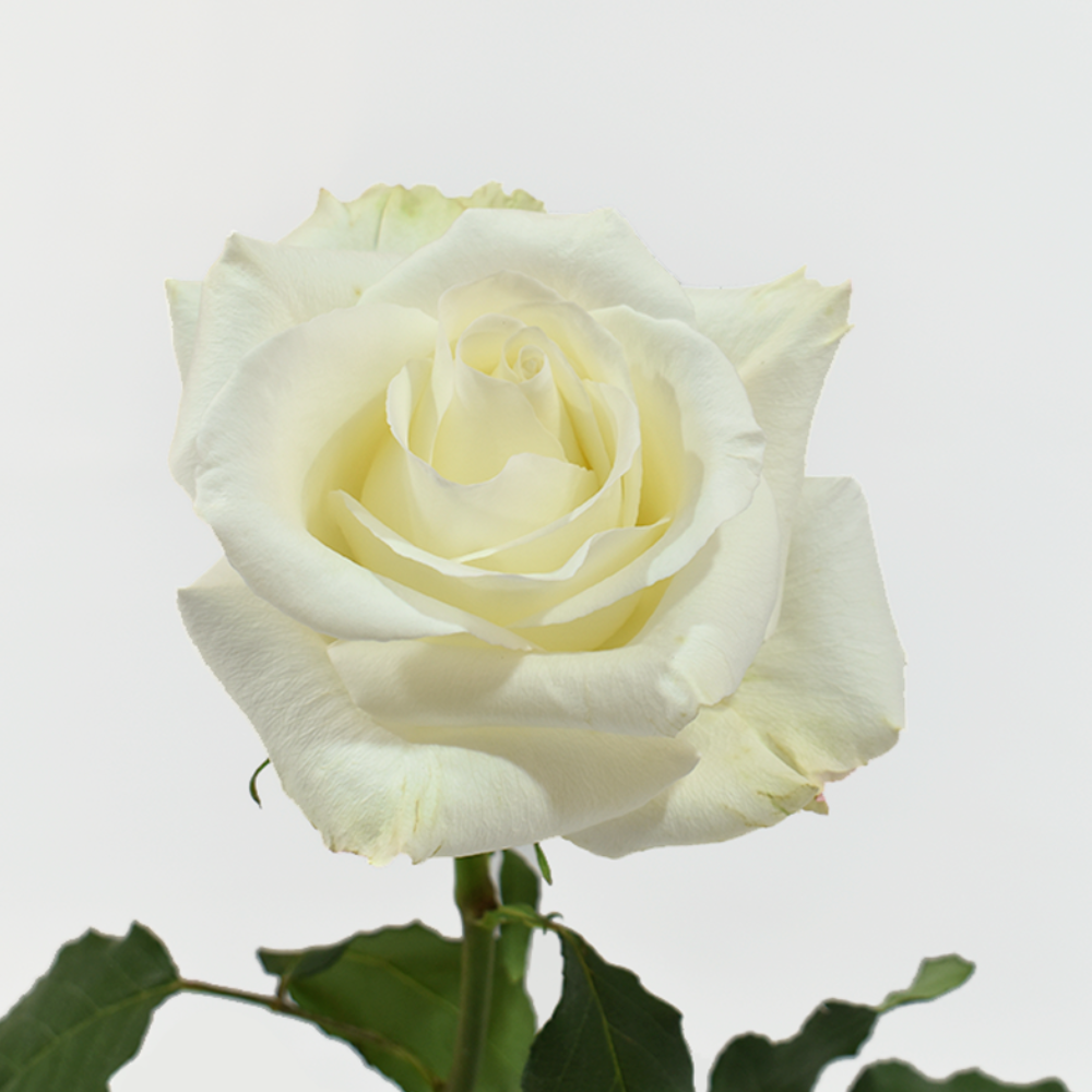 Idilia — wholesale roses