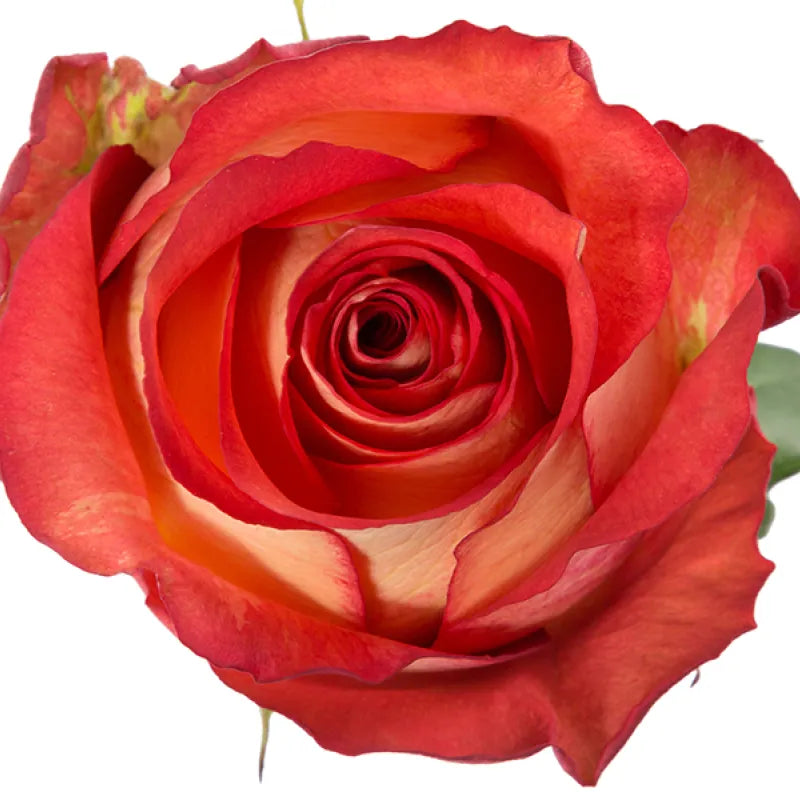 Iguazu Rose