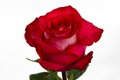 Iguazú Rose, wholesale bicolor roses