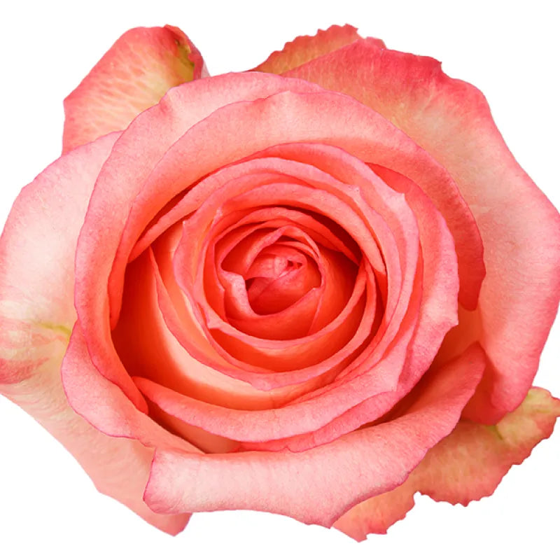Imagination Rose