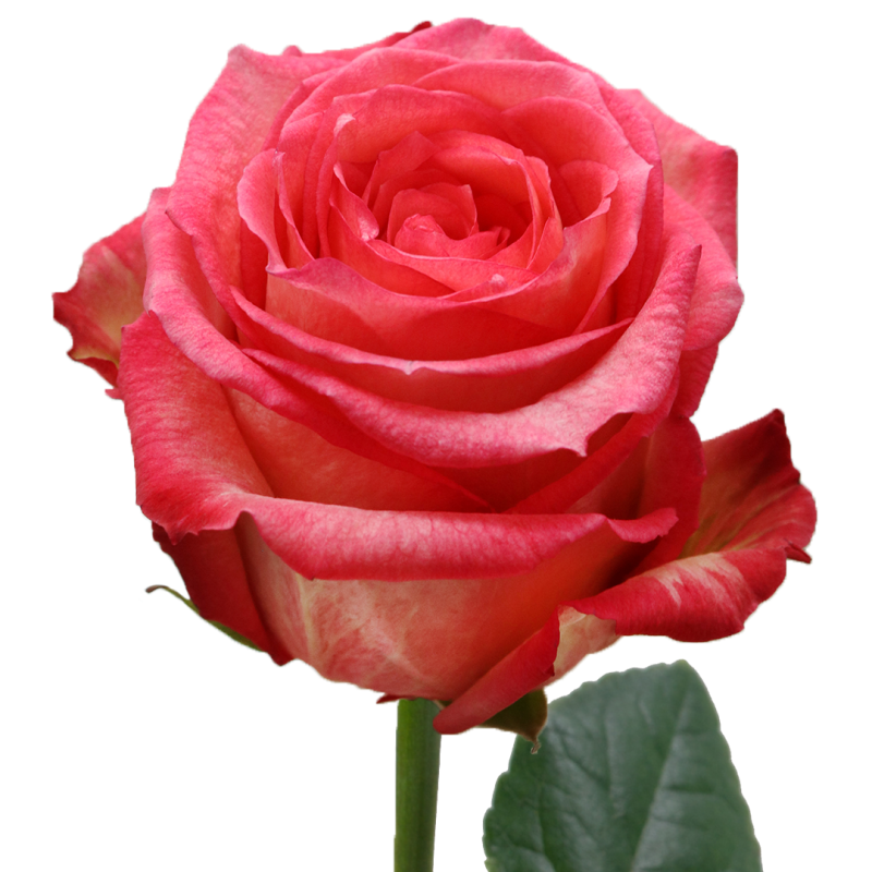 Imagination Rose