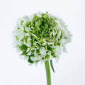 Igloo Ranunculus — wholesale