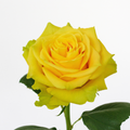 Iris — wholesale roses