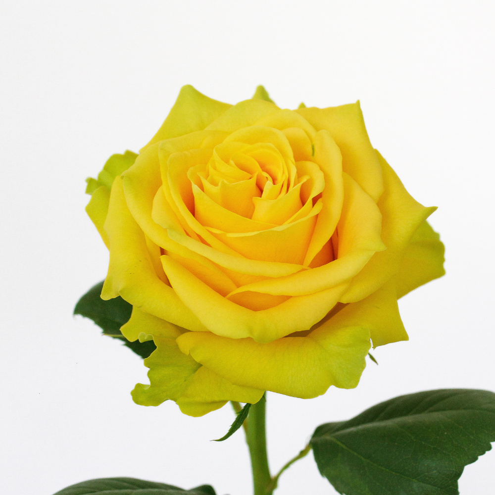 Iris — wholesale roses