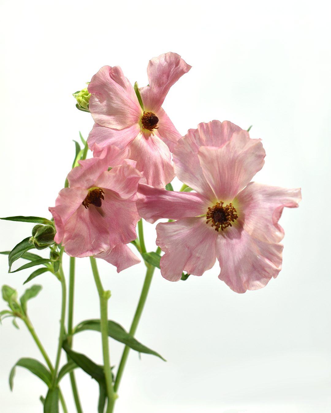 Isis Ranunculus — wholesale