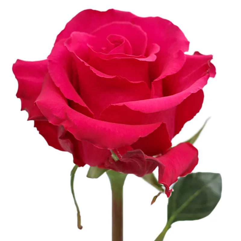 Jacaranda Rose