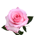 Jet Set — wholesale roses