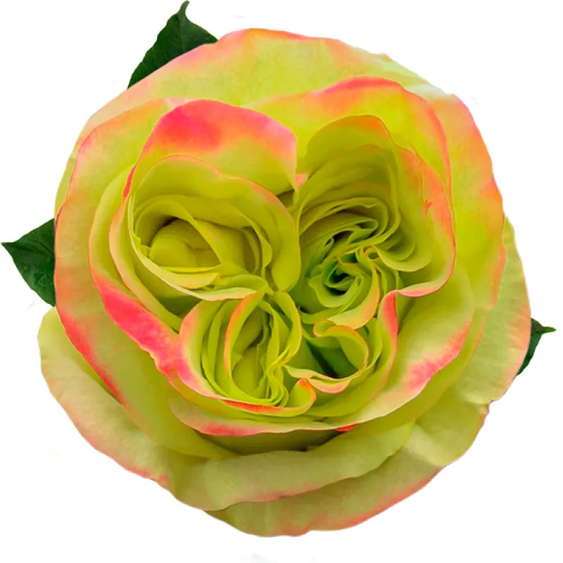 Journey Rose