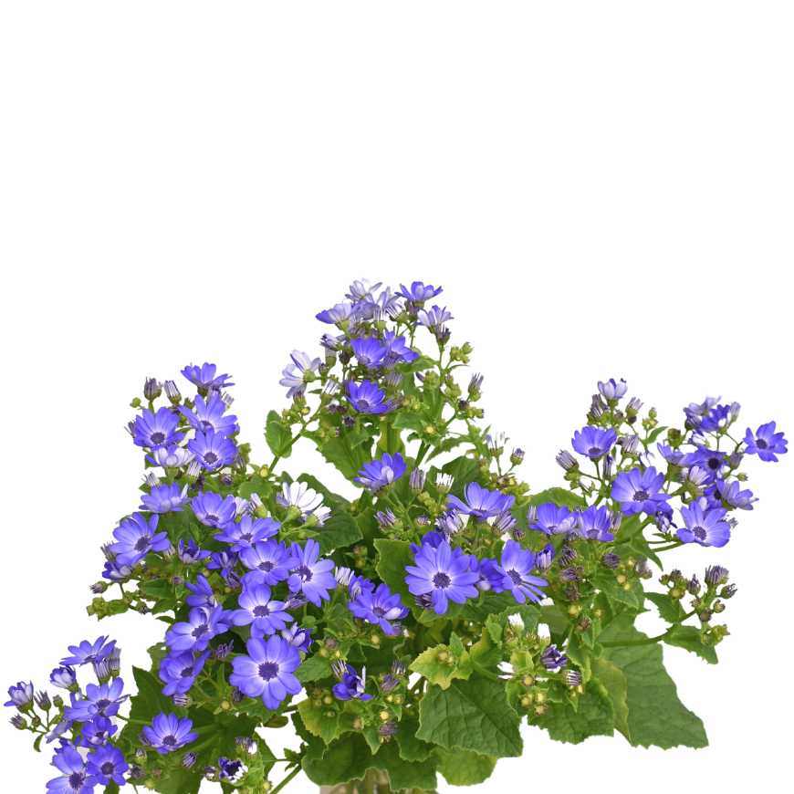 Jasmine Anemone — wholesale