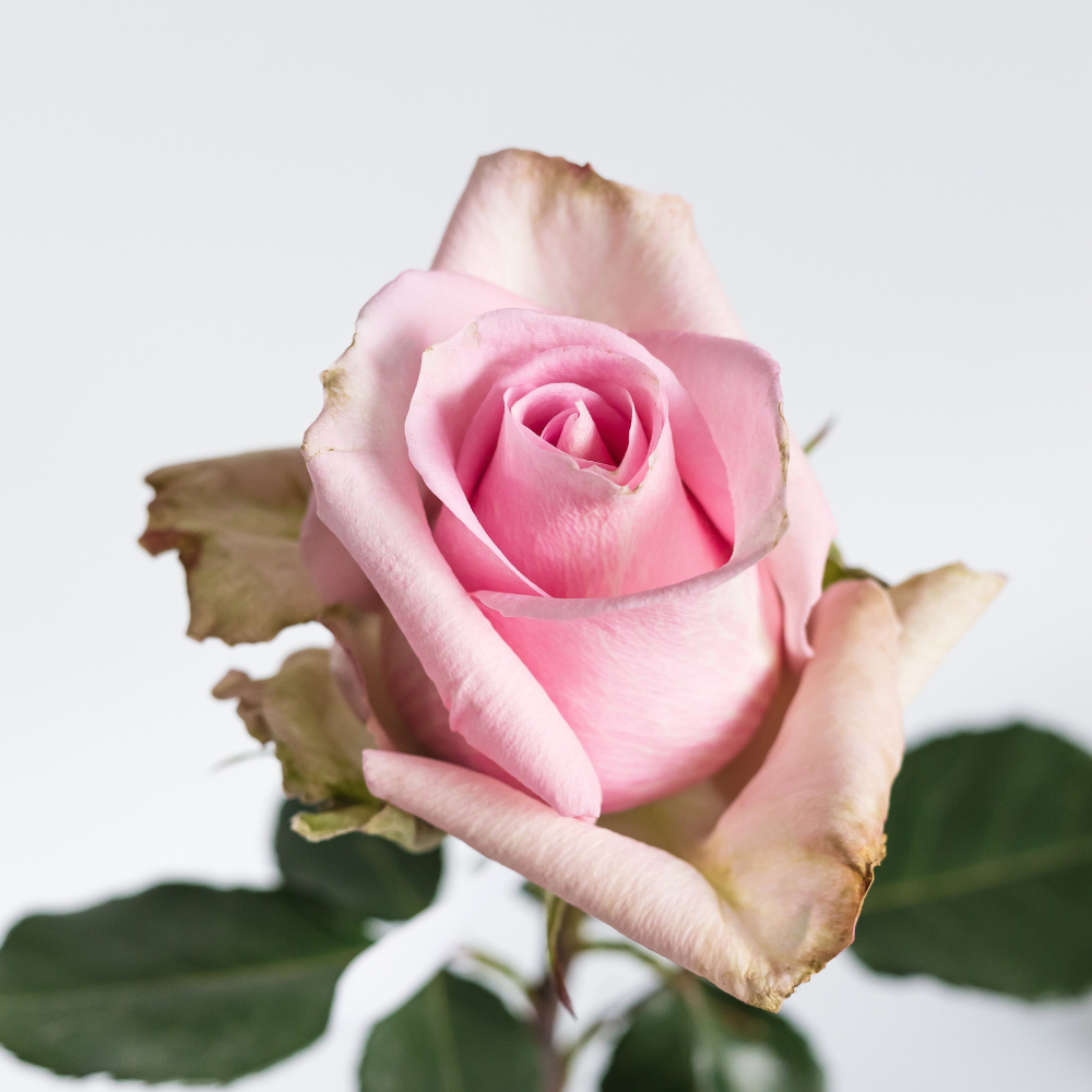 Jessika — wholesale roses