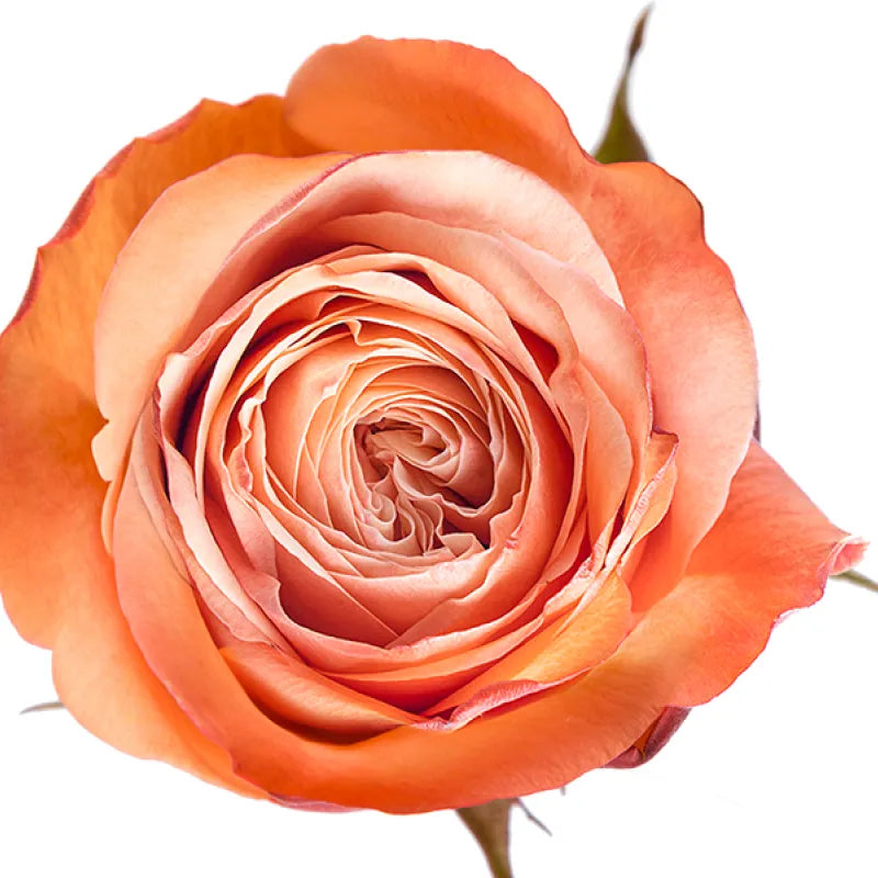 Kahala Rose