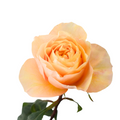 King Cross Garden Rose — wholesale