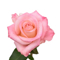 La Vie En Rose — wholesale roses