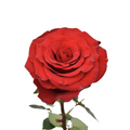 Lady In Red — wholesale roses