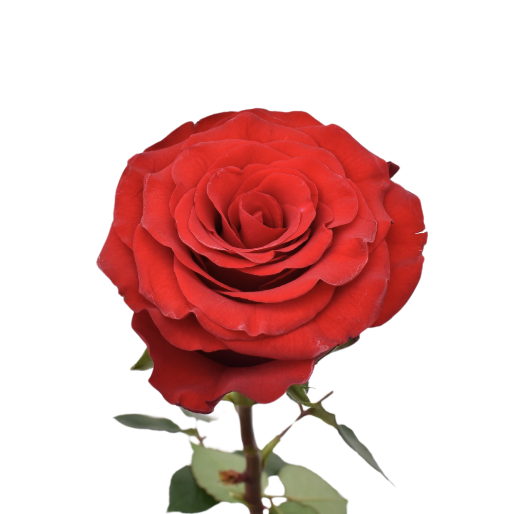 Lady In Red — wholesale roses