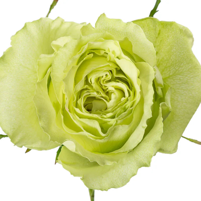 Lemonade Rose