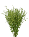 Lepidium — wholesale