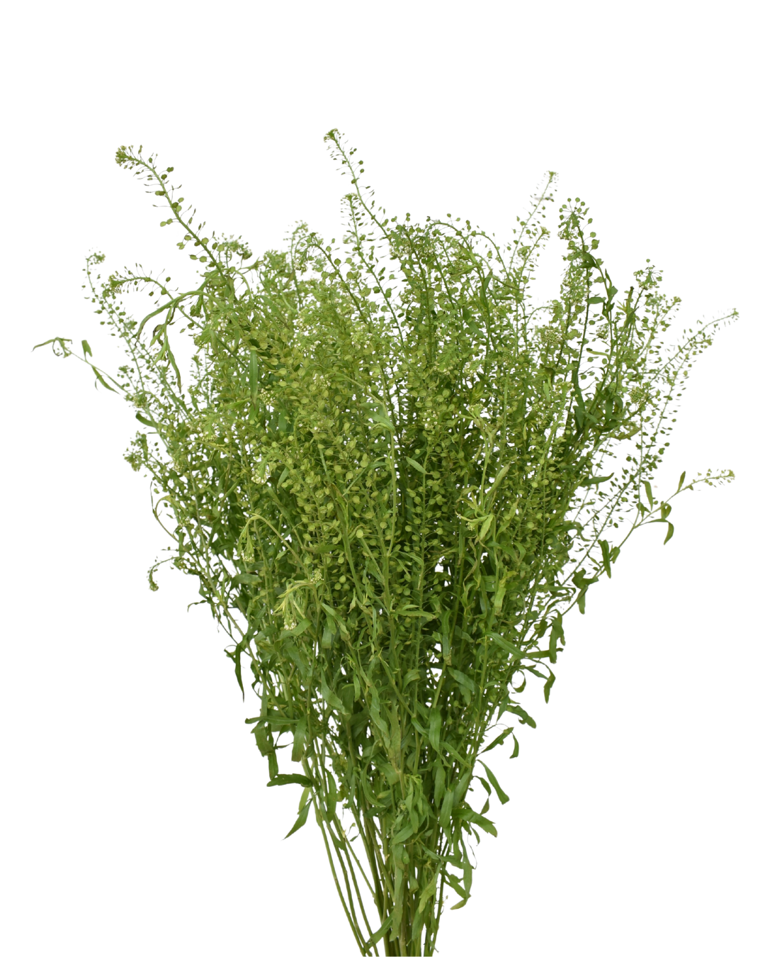 Lepidium — wholesale