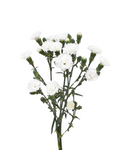 Liliput Nauge Dianthus — wholesale