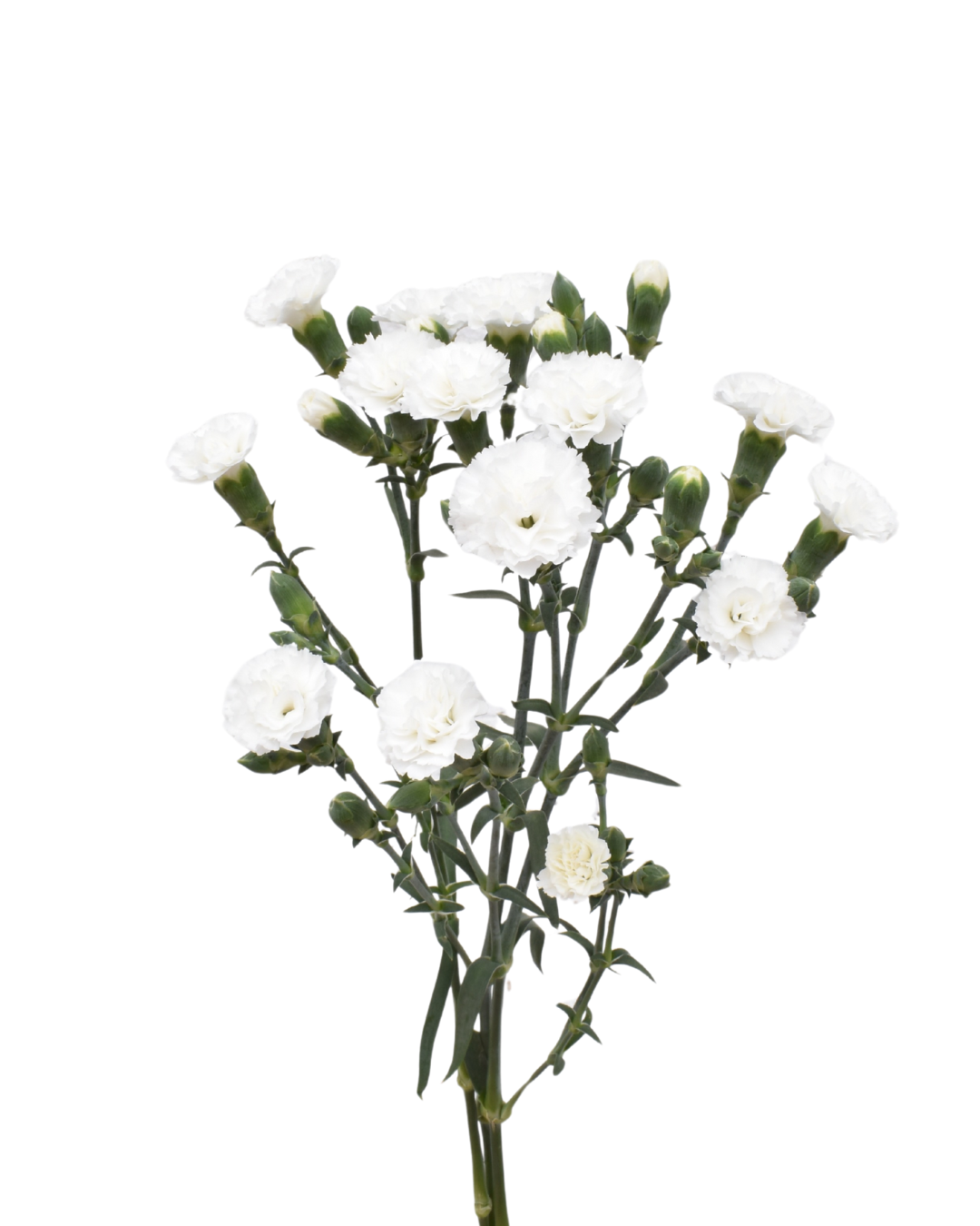 Liliput Nauge Dianthus — wholesale