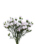 Lilliput Magic Frost — wholesale roses