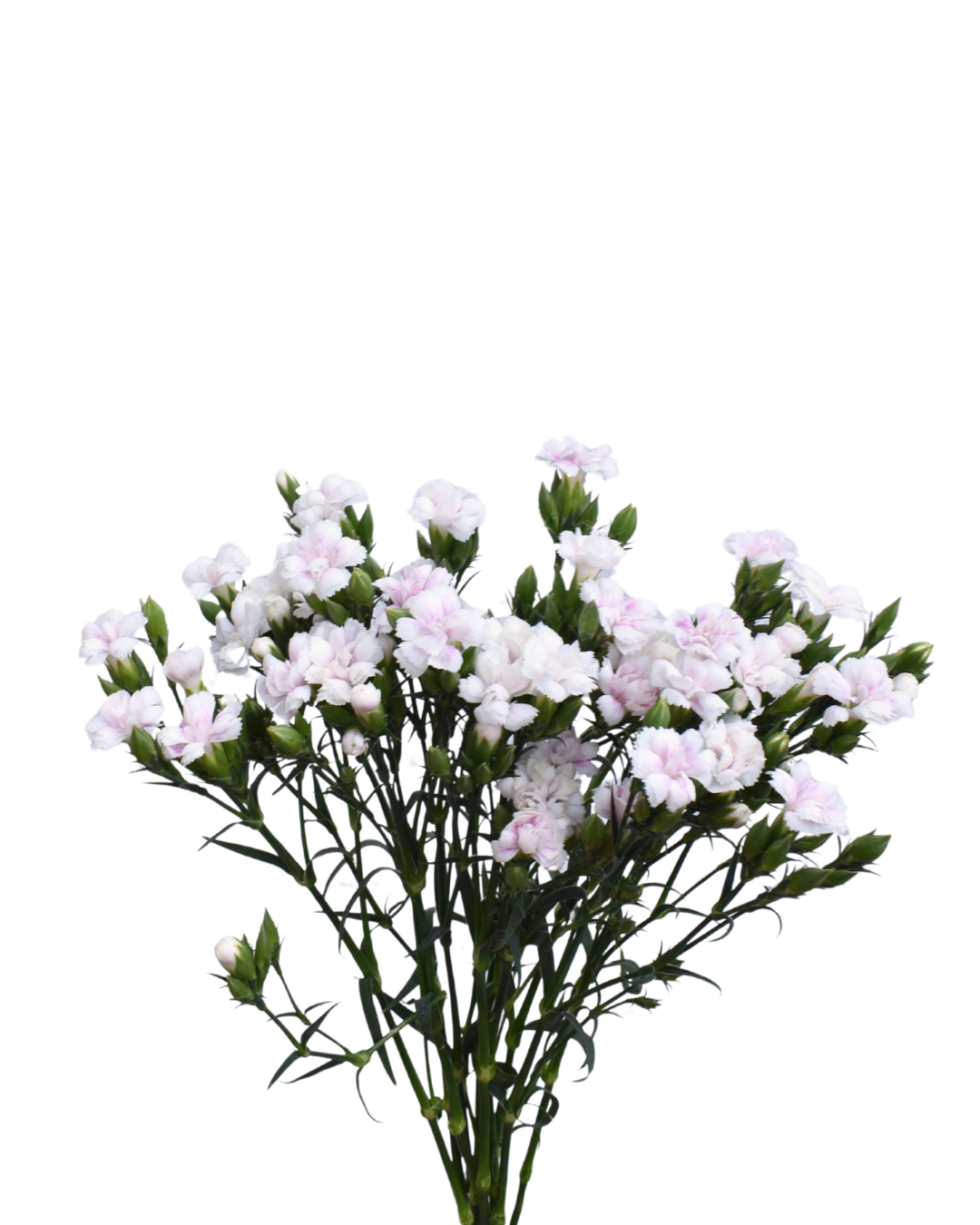 Lilliput Magic Frost — wholesale roses