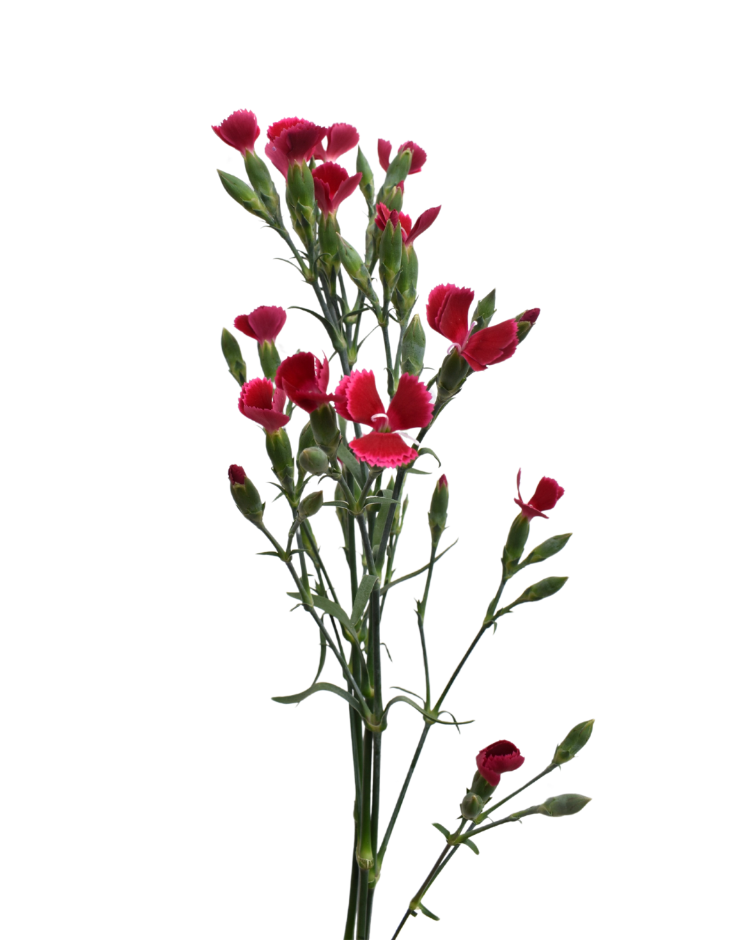 Lilliput Rauge — wholesale roses