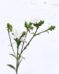 Lilliput Snow Dianthus — wholesale