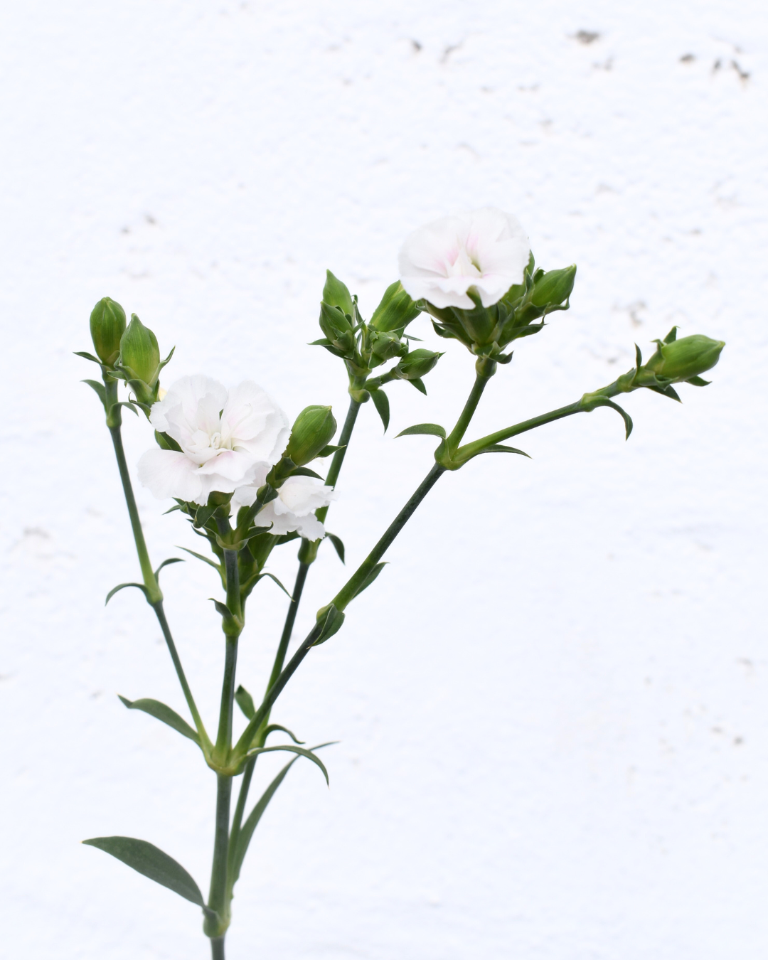 Lilliput Snow Dianthus — wholesale