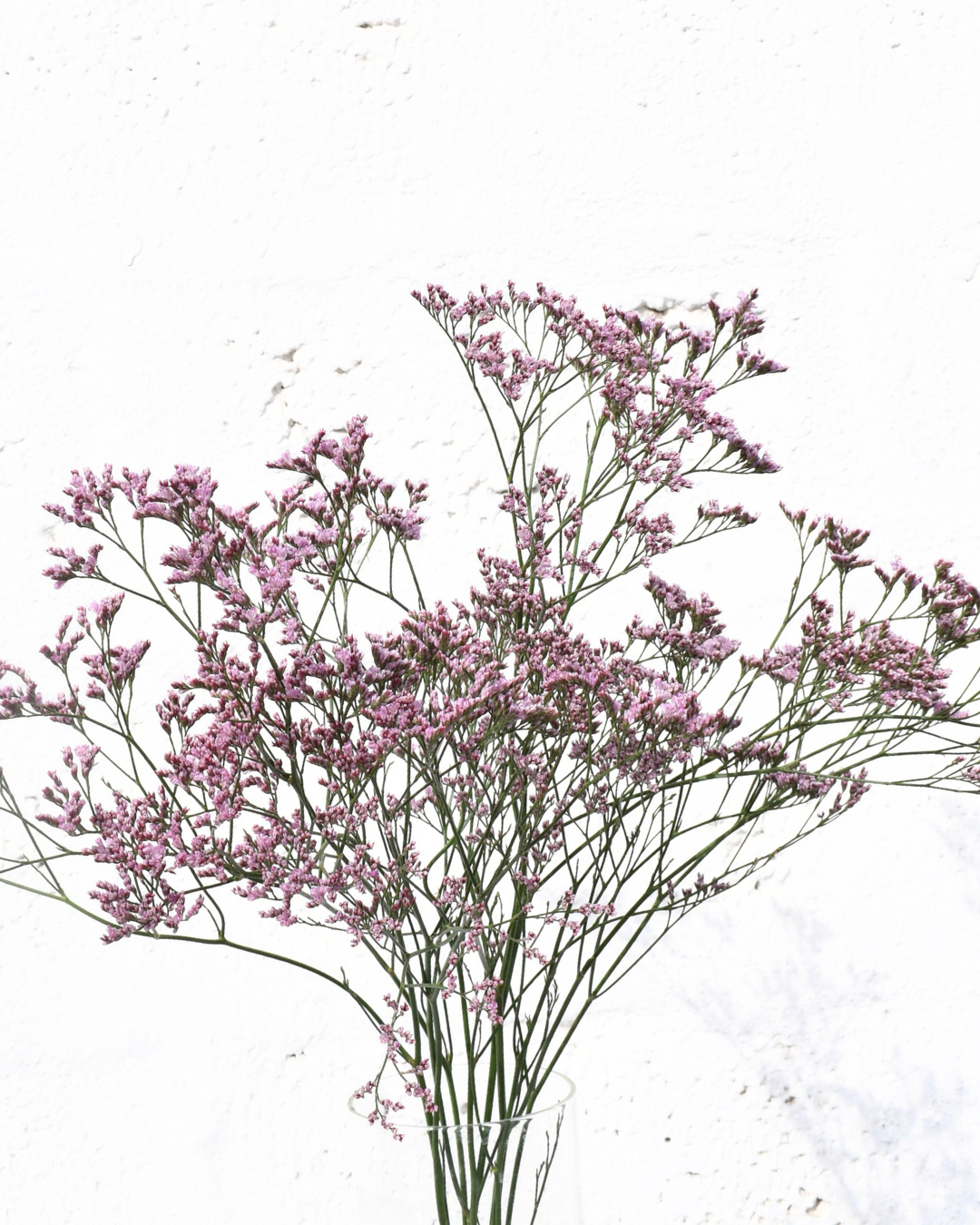 Limonium Oshi Pink — wholesale roses