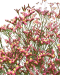 Limonium Pink Beauty — wholesale roses