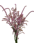 Limonium Pink Poker — wholesale
