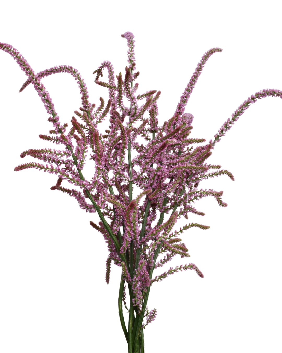 Limonium Pink Poker — wholesale
