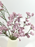 Limonium Silver Pink — wholesale