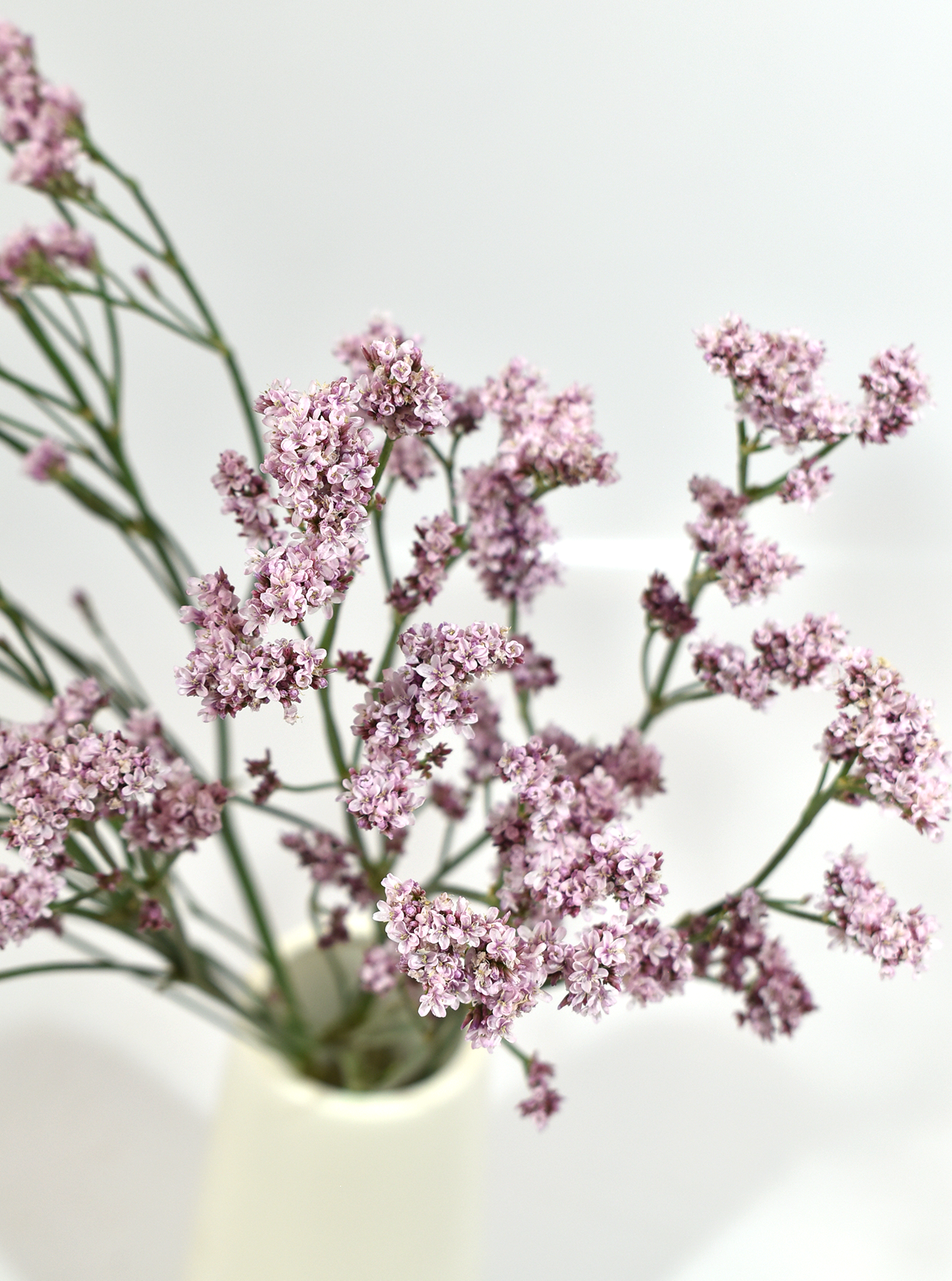 Limonium Silver Pink — wholesale