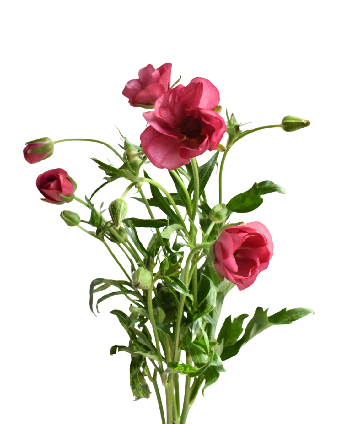 Lycia 2 Ranunculus
