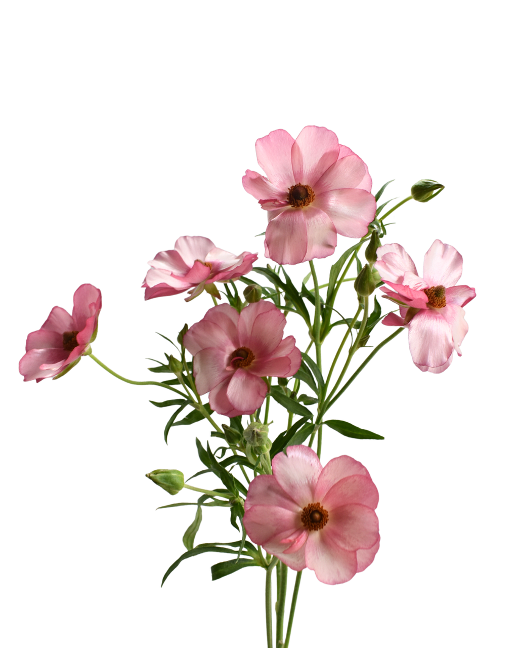 Lycia 2 Ranunculus — wholesale