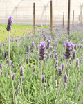 Lavender Anemone — wholesale