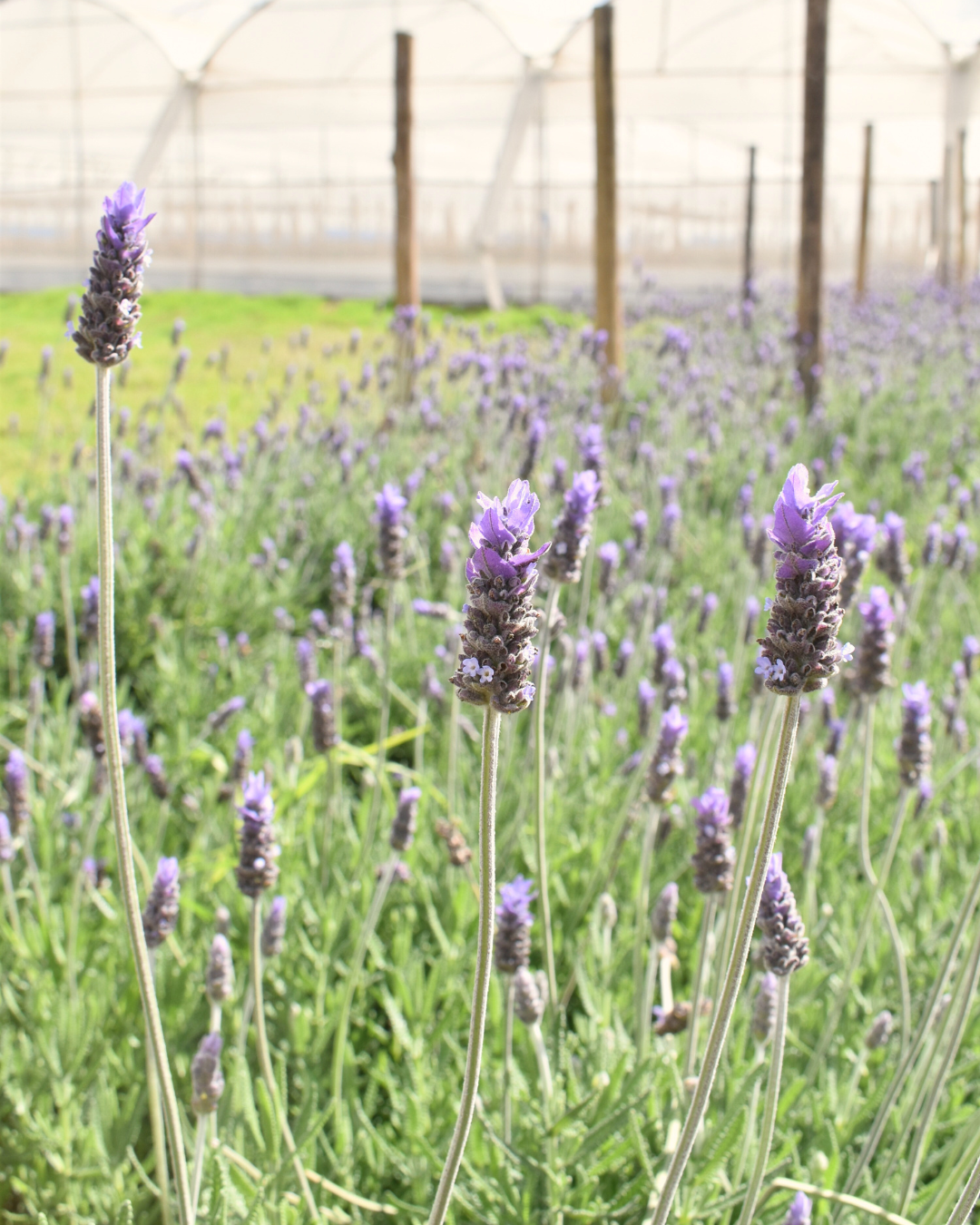 Lavender Anemone — wholesale