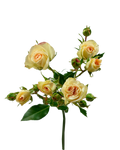 Lesbos Spray Rose — wholesale