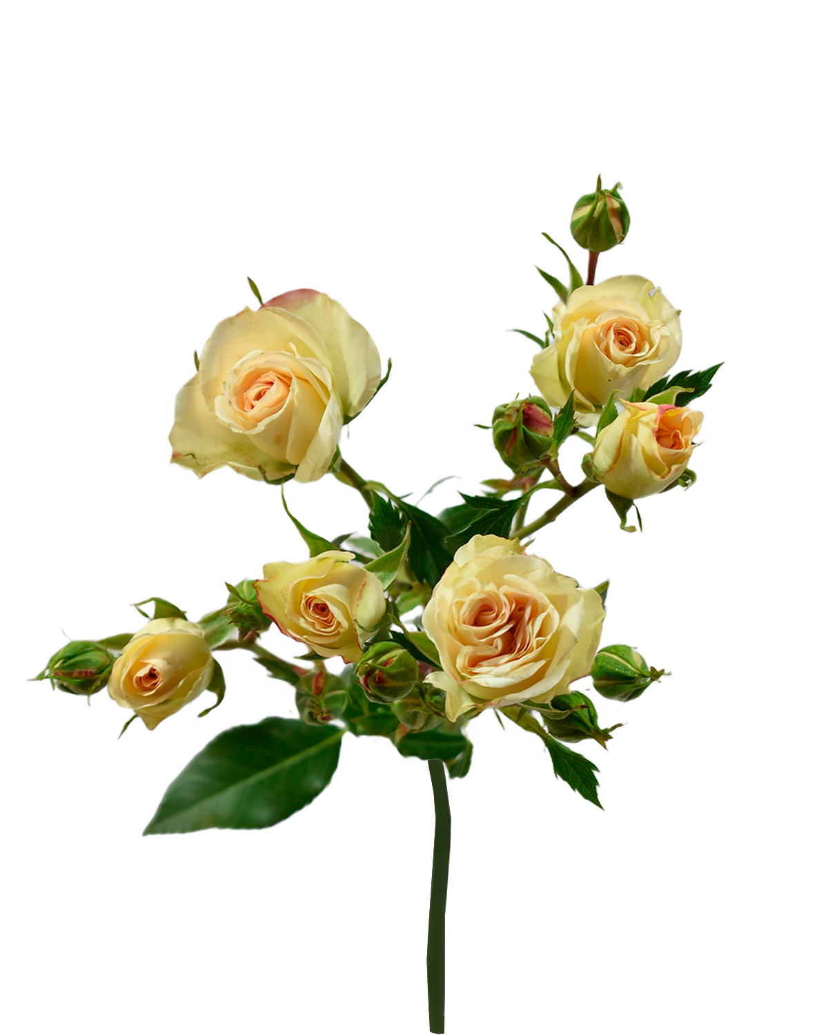 Lesbos Spray Rose — wholesale