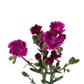 Lilliput Forever — wholesale roses